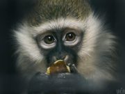 Илон Маск успешно чипировал обезьяну