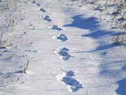 Саратовским школьникам отменили уроки: дома останется только первая смена