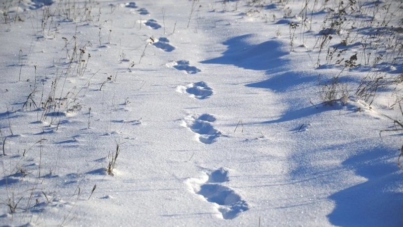 Саратовским школьникам отменили уроки: дома останется только первая смена