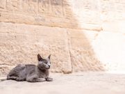 Снизились цены на турпакеты в Египет