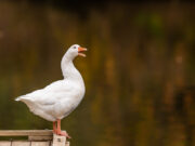 В Новгородской области выберут самого красивого гуся