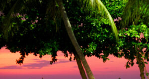 Тайские леди-бои не простили россиянину отказ провести вместе время